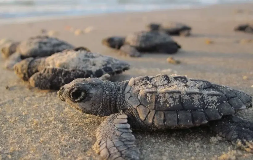 Velas - Turtle Festival